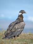 Andean condor, immature female in Patagonia. South America, Chile, Magallanes. Art Print